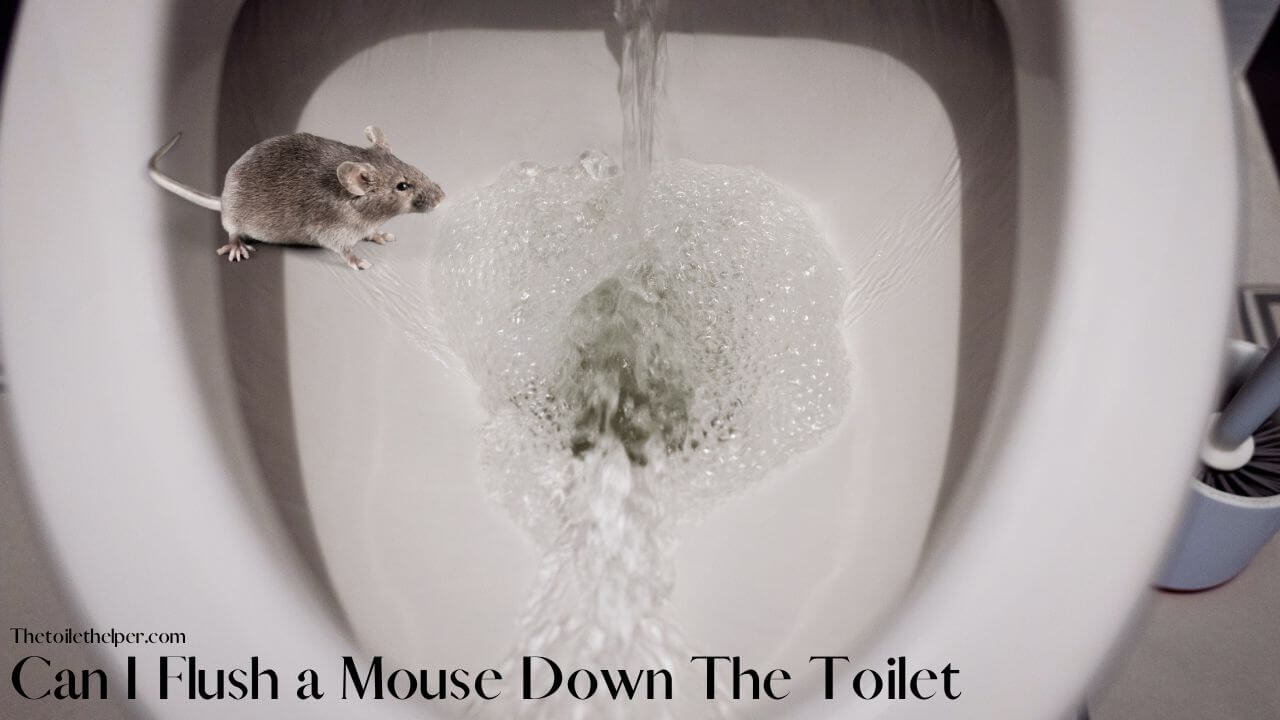 can i flush a mouse down the toilet (1)