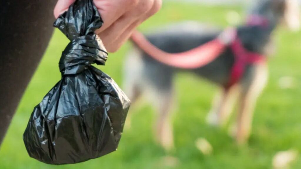 What Is The Best Way To Dispose Of Dog Poop?