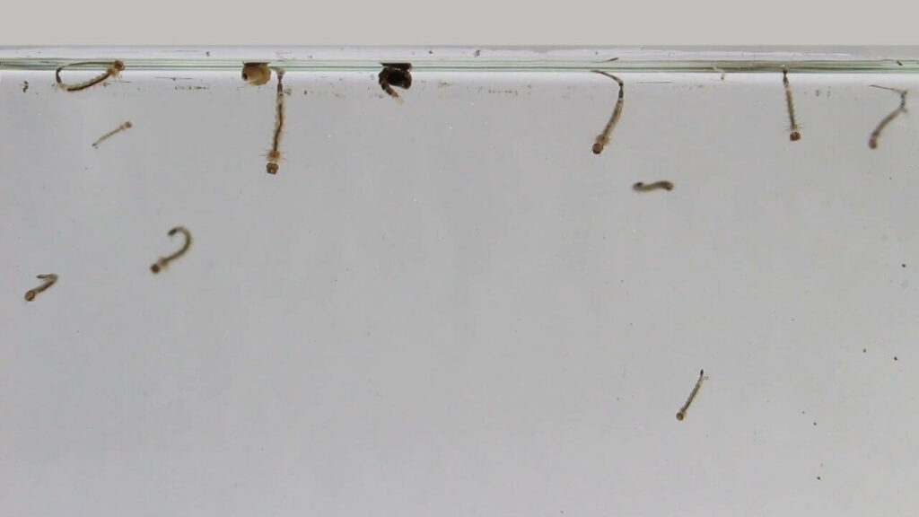 Can You Flush Mosquito Larvae Down The Toilet