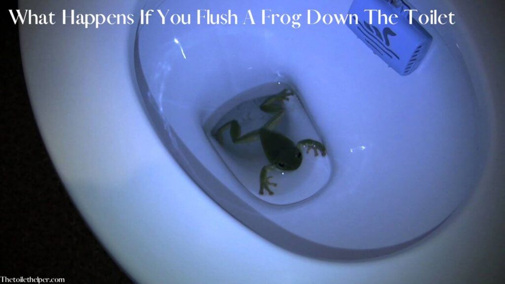 What Happens If You Flush A Frog Down The Toilet