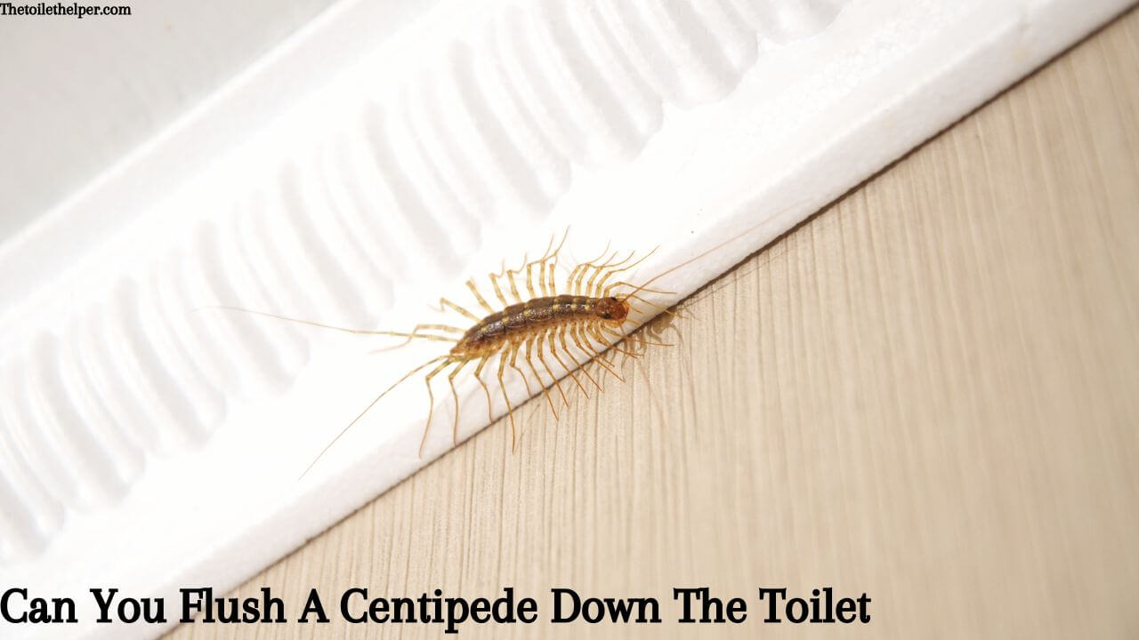 Can You Flush A Centipede Down The Toilet