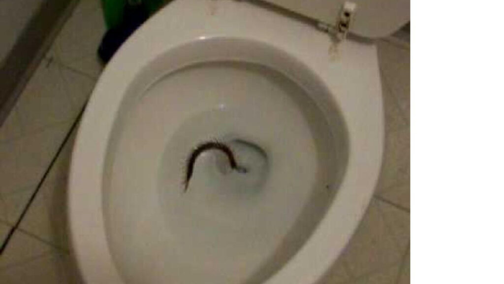 Is It Okay To Flush A Centipede Down The Toilet?