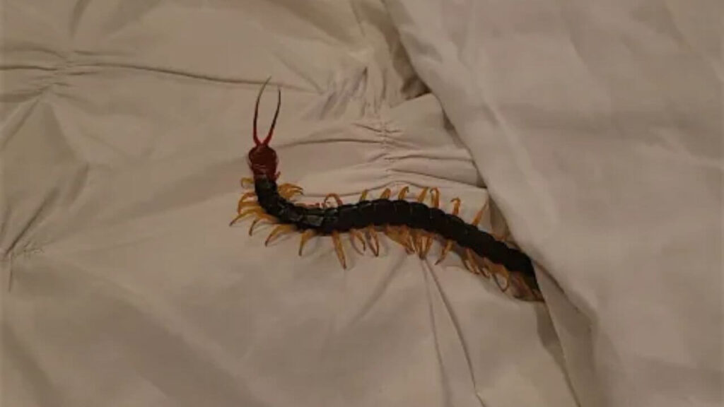 How Do Centipedes Get In Your Bedroom?