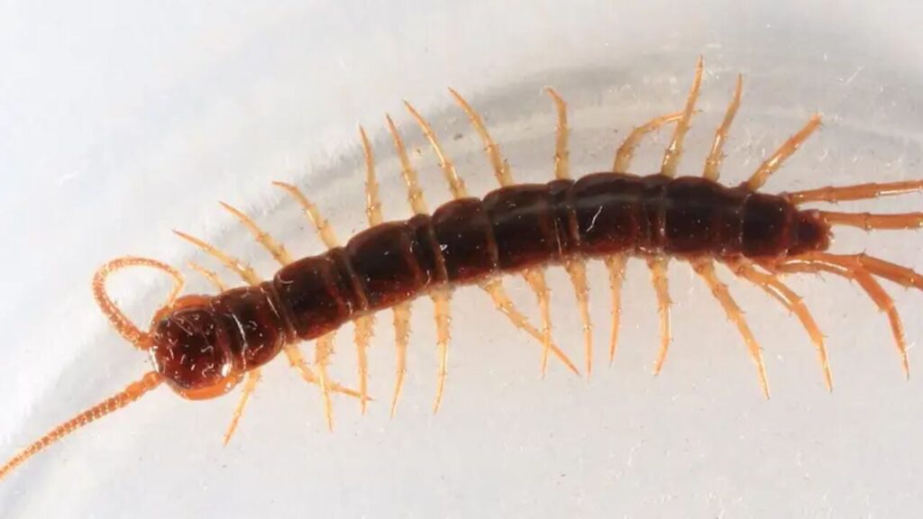 Why Are There Centipedes In My Toilet?