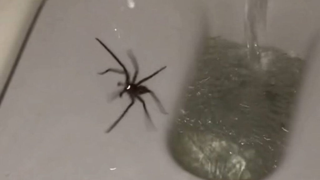 Is It Okay To Flush A Spider Down The Toilet?