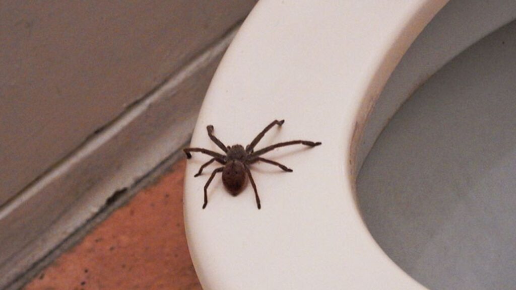 Can Spiders Come Up Through The Toilet?