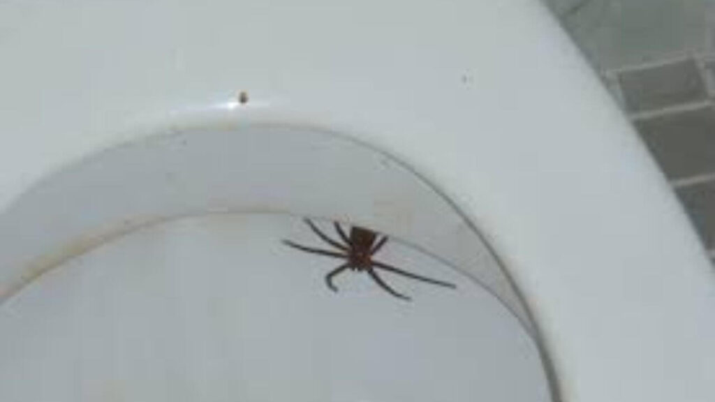 What Happens When You Wash A Spider Down The Drain?
