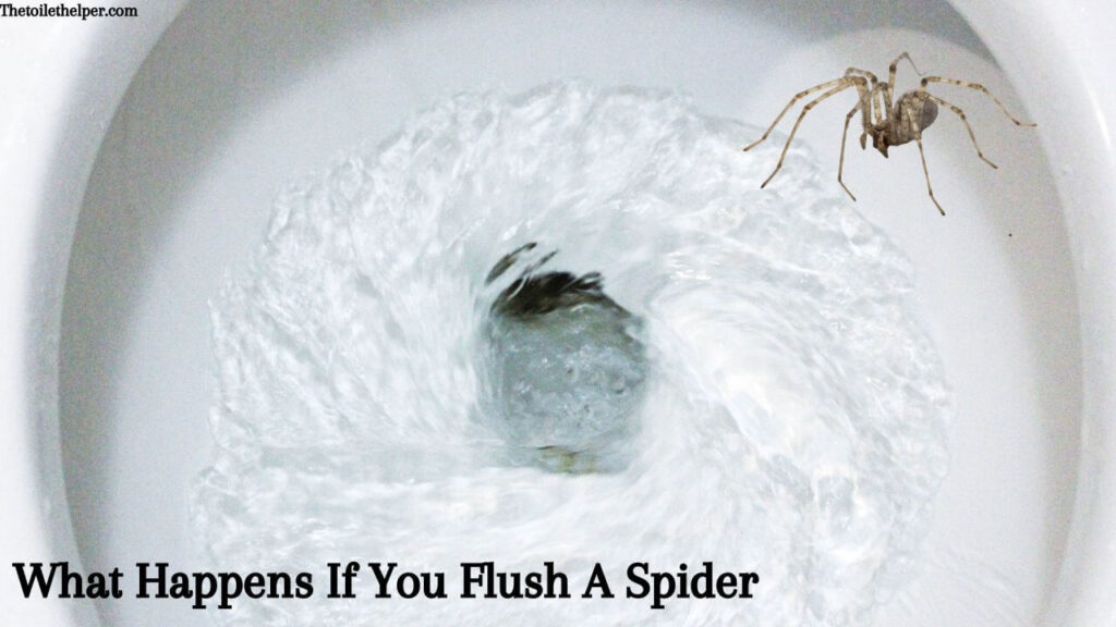 What Happens If You Flush A Spider
